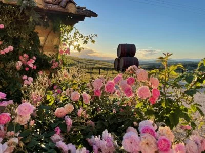 Main image of Castello Vicchiomaggio (Chianti, Chianti Classico, Hills of Florence, Val d'Elsa)