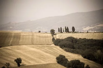 Si trovano soprattutto vini locali, sia in...