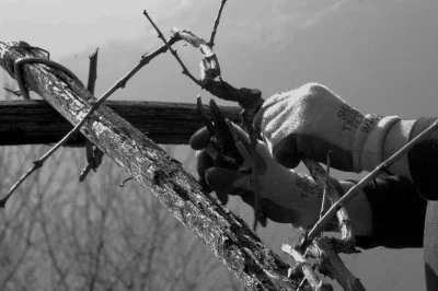 Immagine principale di Azienda Agricola Pianta Grossa di Luciano Zoppo Ronzero