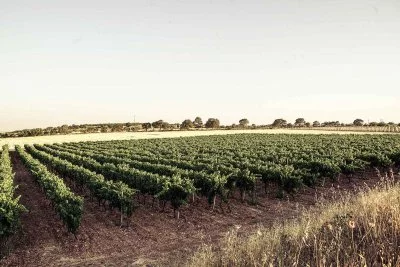 Main image of Azienda Agricola Plantamura