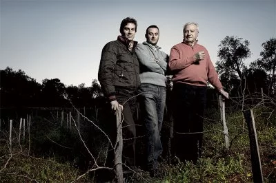 Immagine principale di Azienda Vinicola Mocavero Sas Di F. Mocavero & C.