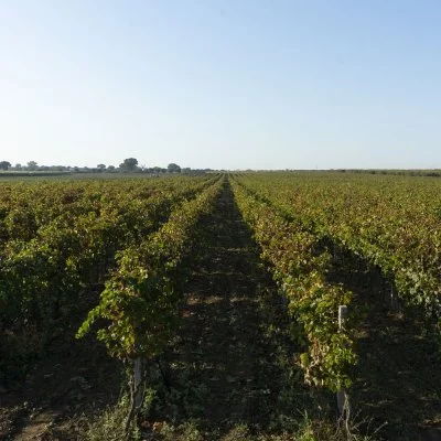 Main image of Azienda Vitivinicola Giuliani Raffaele