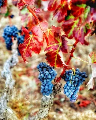 Main image of Azienda Vitivinicola Marulli