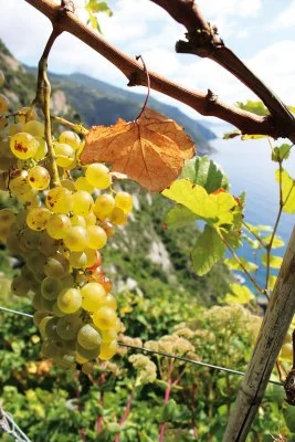 Hauptbild von Azienda Agricola Possa