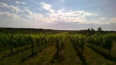 Immagine principale di Casa di Terra (Bolgheri)