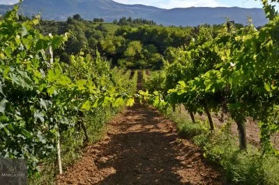 Hauptbild von Azienda Agricola Margiotta