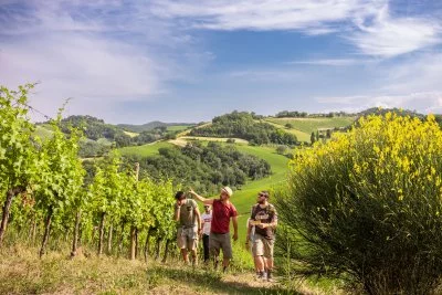 Hauptbild von Il Conventino di Monteciccardo - Wine and olive oil