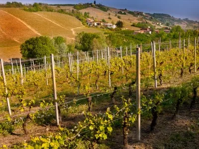 Immagine principale di Cigliuti F.lli Azienda Agricola