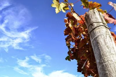 Imagen principal de Azienda Agricola Erbaluna