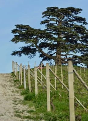 Imagen principal de Azienda Agricola Erbaluna