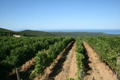 Immagine principale di Az. Agr. Giorgio Meletti Cavallari