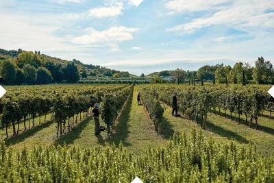 Hauptbild von Tinazzi (Gardasee, Chiaretto, Bardolino)