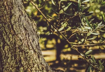 Immagine principale di Claudio Cipressi Vignaiolo