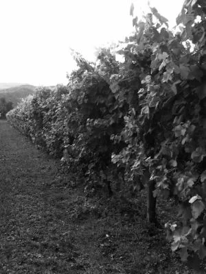 Hauptbild von AZ. AGR. MATTIAZZO LEO DI MATTIAZZO JESSICA - LEO VANIN