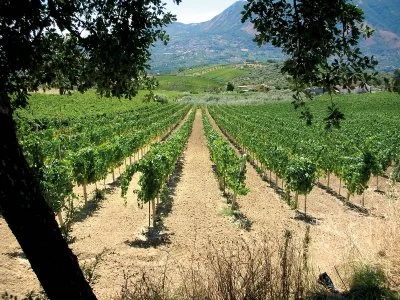 Hauptbild von Azienda Agricola Torre Varano Di D'Occhio Nicola