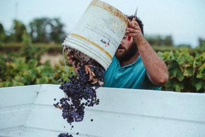 Main image of Vetrère (Salento, Terra delle Gravine)