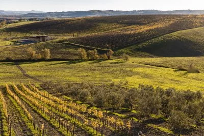 Main image of Azienda agricola Col di Lamo (Montalcino, Val d'Orcia, Crete Senesi)