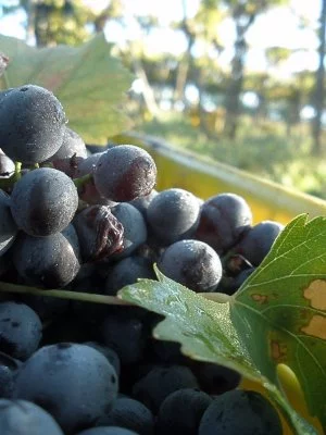 Main image of Perrini Organic Natural Farm