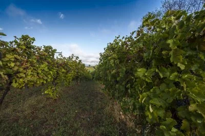 Main image of Saccomani (Food Valley, Hills of Piacenza, Val Nure, Val d'Arda)