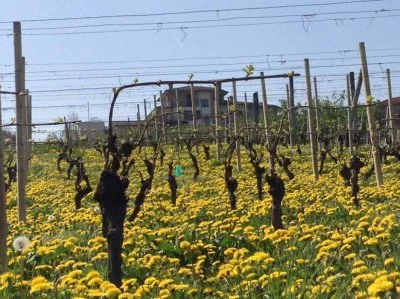 Main image of Azienda vinicola Gianni Doglia (Langhe, Monferrato, Moscato d'Asti, Barbaresco, Hills of Asti)