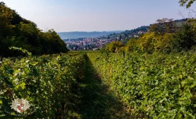 Immagine principale di Azienda Agricola Meroni (Valpolicella, Amarone, Valpolicella Classica)