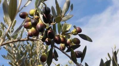 Hauptbild von Società Agricola Marini Giuseppe (Montalbano)