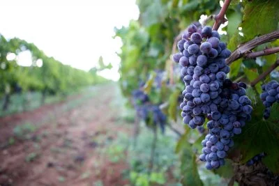 Main image of Vigna di Pettineo (Val di Noto)