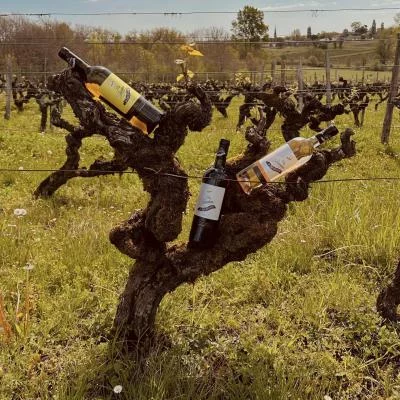 Image principale de Château La Tour Blanche (Bordeaux, Sauternes, Barsac, Gironde du dur)