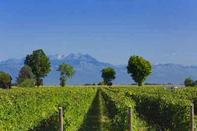 Immagine principale di De Stefani (Piave)