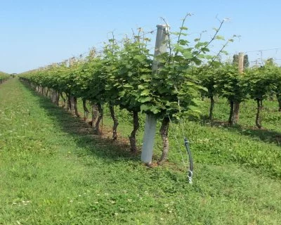 Immagine principale di Azienda Agricola Randi (Romagna)