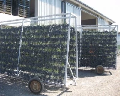 Immagine principale di Azienda Agricola Randi (Romagna)