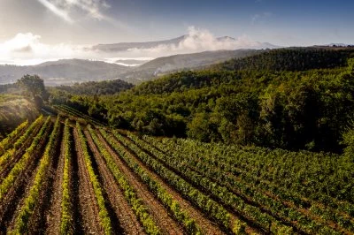 Immagine principale di Azienda Bellaria (Montalcino, Val d'Orcia)