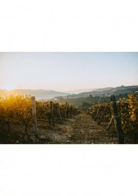 Imagen principal de Matteo Soria (Langhe, Moscato d'Asti, Alta Langa, Colinas de Asti)