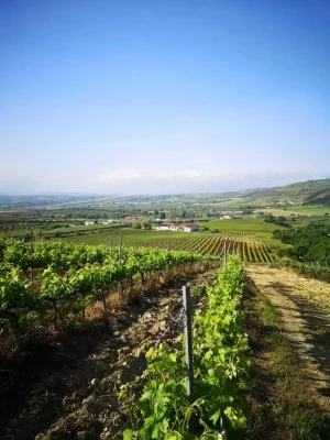 Immagine principale di Tenuta Celimarro