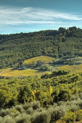 Main image of Cantina Lapone