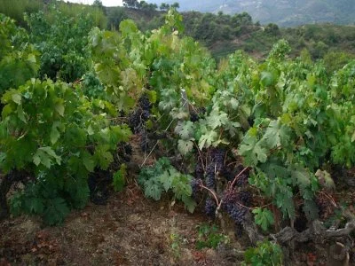 Hauptbild von Foresti Marco Azienda Agricola
