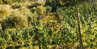 Hauptbild von Fratelli Giannarelli