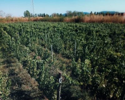 Immagine principale di Zangani