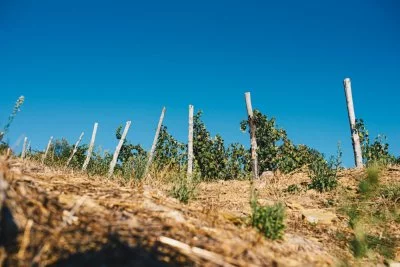 Immagine principale di Azienda Vinicola Durin