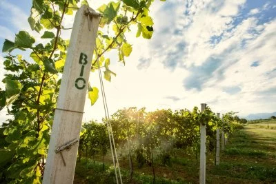 Immagine principale di Da Lozzo Vini