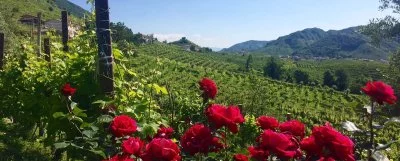 Hauptbild von Il Follo