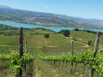 Immagine principale di Tenuta Marino - Piano delle Rose