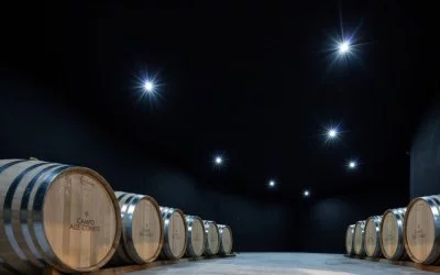 Imagen principal de Campo alle Comete (Bolgheri)