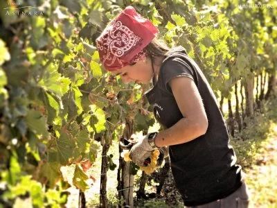 Main image of Tenuta Asinara (Cannonau)