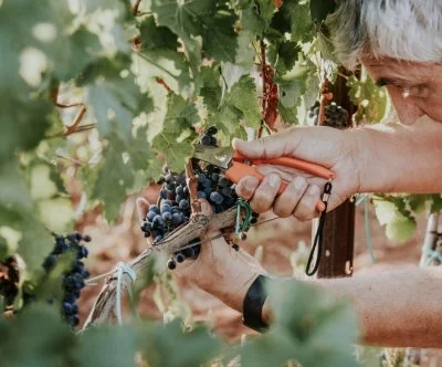 Main image of Tenuta Liliana