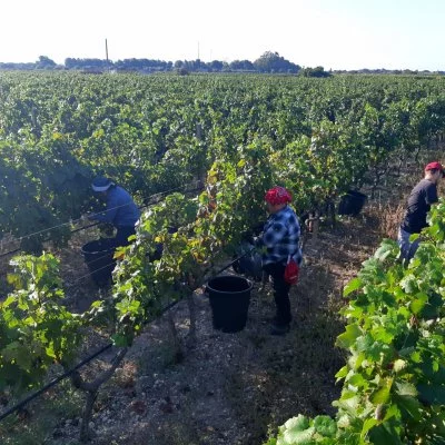 Main image of Erminio Campa Viticoltore