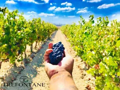 Immagine principale di Tenuta Tre Fontane