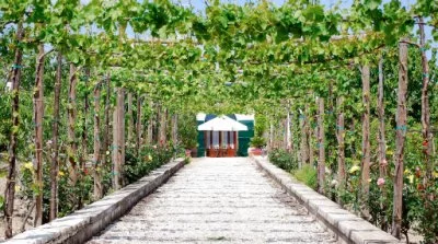 Immagine principale di Azienda Agricola Santa Lucia