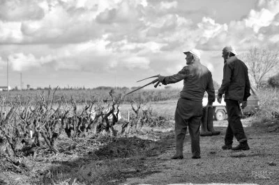 Main image of Cantina Vecchia Torre