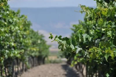 Main image of Cantina Ariano